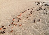 Aerial view of cattle stream across the cracked, sun-baked earth, a stark contrast of life against the arid landscape, Bogura, Rajshahi Division, Bangladesh.