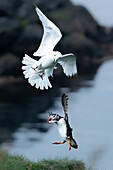 Blick auf einen Papageientaucher und einen weißen Vogel, die über den Klippen über dem blauen Wasser schweben. Ein Tanz der Natur entfaltet sich in Islands Küstenlandschaft, Bakkagerði, Múlaþing, Island.