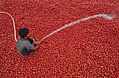 Bogura, Bangladesh - 14 May 2018: View of a worker spraying water on a vast expanse of potatoes, a vibrant red sea contrasting with the cool water stream..