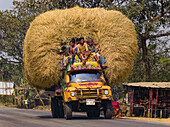 Bogura, Bangladesh - 08 February 2025: View of a vibrant yellow truck overloaded with golden hay, carrying passengers, contrasting against the muted green trees and roadside stall.