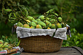 Kansat, Bangladesh - 14 June 2019: View of a rustic woven basket overflowing with vibrant green and yellow mangoes, their leafy stems creating a lush canopy against a blurred verdant backdrop.