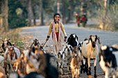 Dhangadhi, Nepal - 03 March 2023: View of a smiling girl guides her herd of goats down a sun-dappled road, a vibrant splash of life against the muted tones of the trees.
