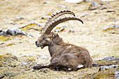 Blick auf einen majestätischen Alpensteinbock, der majestätisch ruht und seine beeindruckenden Hörner vor der Kulisse der österreichischen Landschaft schwingt, Grazer Bergland, Bezirk Bruck-Mürzzuschlag, Österreich.