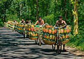 Jalchatro, Bangladesh - 07 February 2019: View of men pedaling bicycles laden with ripe pineapples along a sun-dappled road, creating a vibrant contrast against the lush green forest backdrop.