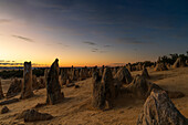 View of weathered pinnacles rising from the golden sands under a twilight sky, creating a mystical desert landscape, Cervantes, Western Australia, Australia.