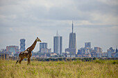 View of a giraffe standing gracefully amidst golden grasses, with the modern skyline rising in the background, creating a striking contrast, Nairobi, Nairobi County, Kenya.