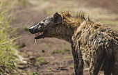 Blick auf eine Tüpfelhyäne, die wachsam auf dem staubigen Boden steht, ihr Fell ist eine Mischung aus Braun- und Brauntönen, vor dem Hintergrund einer spärlichen Vegetation, Narok, Narok, Kenia.