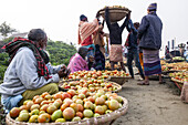Bahmanbaria, Bangladesh - 30 January 2024: View of vibrant tomatoes fill woven baskets as workers in colorful garments load and unload, a scene of bustling market activity near the riverbank.