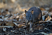 View of a quokka-like animal amidst the fallen leaves and dark earth, its fur blending with the muted tones, a glimpse into the wild, Mandurah, Western Australia, Australia.