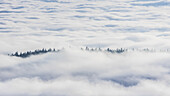 View of ethereal clouds blanketing the landscape, with a line of trees piercing through, creating a serene yet dramatic scene, Graz, Styria, Austria.