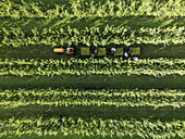 Aerial view of a tractor harvesting crops in a field, the rows of crops forming a pattern of green and yellow lines, Lisserbroek, North Holland, Netherlands.