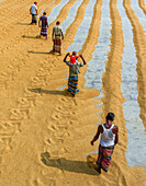 Bogura, Bangladesh - 23 January 2017: View of men walking along parallel lines of drying golden grains under the harsh sun, creating a rhythmic pattern of life and labor.