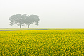 Bogura, Bangladesh - 24 December 2017: View of a vibrant yellow field of rapeseed flowers contrasts with the muted tones of distant trees under a hazy sky.