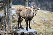 Blick auf einen Alpensteinbock, der auf einem verwitterten Baumstumpf sitzt und inmitten der ruhigen Hänge in die Linse schaut, Grazer Bergland, Bezirk Bruck-Mürzzuschlag, Österreich.