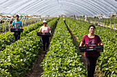 Colmar, Frankreich - 05. Dezember 2024: Blick auf Arbeiter, die in einem hellen, luftigen Gewächshaus sorgfältig Erdbeeren ernten. Die dunklen Behälter stehen im Kontrast zu den üppig grünen Pflanzen.