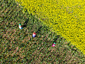 Aerial view of vibrant yellow mustard flowers contrast with the green fields, and three people are working, Sirajganj, Rajshahi Division, Bangladesh.