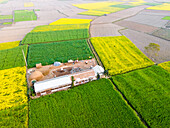 Aerial view of vibrant green and yellow fields surrounding a farm with silver roof tiles, patchwork of rural beauty, Sirajganj, Rajshahi Division, Bangladesh.