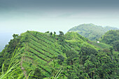 Sitakund, Bangladesh - 04 March 2019: View of verdant hills and terraced slopes, a symphony of green under a hazy sky, where nature's artistry unfolds in tranquil beauty.