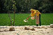 Bogura, Bangladesh - 24 April 2021: View of a woman in a vibrant yellow hijab, her hands amidst the pale jute fibers spread across the sun-drenched field.