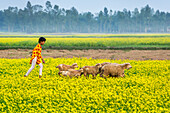 Bogura, Bangladesh - 24 December 2017: View of a boy in vibrant attire amidst a sea of yellow mustard flowers, herding sheep under a soft, hazy sky, a scene of rural harmony.