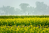 Bogura, Bangladesch - 24. Dezember 2017: Blick auf ein leuchtendes, sonniges Feld mit gelben Blumen im Kontrast zu den dunstigen, gedämpften Tönen der entfernten Bäume und des Himmels.