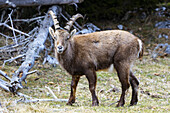 Blick auf einen majestätisch dastehenden Alpensteinbock, dessen gebogene Hörner sich vom Waldrand abheben, im Grazer Bergland, Bezirk Bruck-Mürzzuschlag, Österreich.