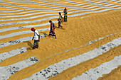 Bogura, Bangladesh - 23 January 2017: View of golden paddy fields under the sun, women walking between the lines of drying crops, creating a vibrant pattern.
