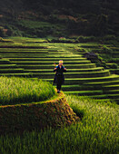 Mam Xoi, Vietnam - Blick auf eine Hmong-Frau inmitten von terrassierten Reisfeldern, wo leuchtendes Grün auf erdige Töne der Landschaft trifft und eine ruhige Szene schafft.