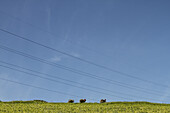 View of cattle grazing peacefully on a vibrant green hillside under a vast, cloudless blue sky crossed by power lines, Limuru, Kiambu County, Kenya.