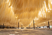 Bogura, Bangladesh - 28 May 2019: View of golden strands of vermicelli drying in the sun, creating a textured canopy overhead, casting soft shadows on the ground.