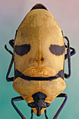 View of a yellow and black beetle with a striking face-like pattern on its back, a miniature marvel of nature's artistry, Queens, New York, United States.