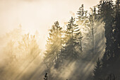 View of sun rays piercing through the dense fog and tall trees creating a mystical atmosphere, Schöckl, Styria, Austria.