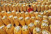 Bogura, Bangladesh - 08 January 2025: View of bundled corn cobs creating a golden tapestry, a young man amidst the harvest adds a vibrant orange contrast.