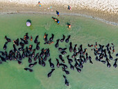 Aerial view of dark forms clustered in the shallow, turquoise water near the sandy bank, a scene of life and labor under the open sky, Sariakandi, Bogra, Bangladesh.