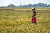 Dhangadhi, Nepal - 03. Mai 2023: Blick auf eine Frau, die eine Last auf dem Kopf trägt und unter einem klaren Himmel durch ein goldenes Feld geht.