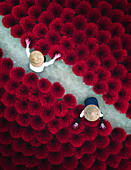 Aerial view of vibrant red incense sticks drying under the sun, alongside workers in traditional hats, creating a striking contrast of color and texture, Quang Phu Cau, Hanoi, Vietnam.