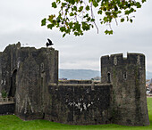 Blick auf eine majestätische Burg aus grauem Stein mit grünem Gras und einem schwarzen Vogel im Flug gegen einen bewölkten Himmel, Caerphilly, Wales, Vereinigtes Königreich.