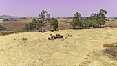 Aerial view of cattle grazing on dry, golden fields dotted with sparse trees under a hazy sky, Njawai, Taraba, Nigeria.