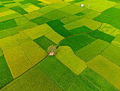 Aerial view of vibrant, patchwork fields creating a mesmerizing tapestry of verdant greens and golden yellows, punctuated by a solitary tree, location Akkelpur, Bangladesgh.