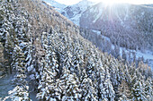 Aerial view of snow-laden trees cascading down the mountainside under a brilliant winter sun, with snow-capped peaks in the distance, Frais, Piemonte, Italy.