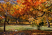 View of trees ablaze with autumn colors, casting shadows on the leaf-strewn ground, as a serene scene unfolds in Hunza Nagar, Gilgit Baltistan, Pakistan.