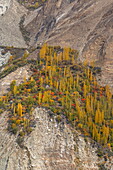 Blick auf goldene und rote Bäume, die sich an das zerklüftete, felsige Gelände klammern, ein Zeugnis für die Widerstandsfähigkeit und Schönheit der Natur, Hunza Nagar, Gilgit Baltistan, Pakistan.