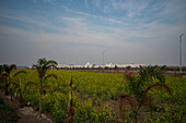 View of a vibrant yellow field leading to a pristine white Gurdwara under a vast sky, a serene vista of faith and nature, Kartarpur, Punjab, Pakistan.