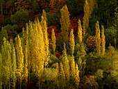Blick auf goldene Herbstbäume, die inmitten eines Mosaiks aus grünem und rotem Laub stehen und einen lebendigen Wandteppich der Schönheit der Natur bilden, Hunza Nagar, Gilgit Baltistan, Pakistan.