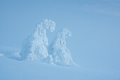 View of snow-laden trees stand like ghostly figures in a vast, icy expanse, their forms softened by the thick blanket of winter, Belá-Dulice, Žilina Region, Slovakia.