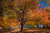 Blick auf herbstlich gefärbte Bäume, eine Symphonie aus Gelb-, Orange- und Rottönen, die die Landschaft unter einem strahlend blauen Himmel schmücken, Nagar Khas, Gilgit Baltistan, Pakistan.