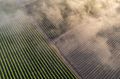 Aerial view of misty fields where the morning fog kisses neat rows of crops, painting a tranquil scene of rural harmony, McMillin, Washington, United States.