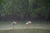 Blick auf zwei bemalte Störche, die anmutig auf einem regennassen Feld stehen, ihre leuchtend orangefarbenen Schnäbel kontrastieren mit dem gedämpften Grün der Bäume im Hintergrund, Singapur, Singapur, Singapur.