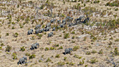 Luftaufnahme einer Elefantenherde, die die trockene Landschaft durchquert. Ihre grauen Körper bilden einen starken Kontrast zur trockenen, goldenen Vegetation, A33 Matlamanyane, Matlamanyane, Botswana.