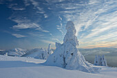 View of snow-laden trees stand as silent sentinels against the vast, open sky, a stark contrast to the soft, rolling hills in Belá-Dulice, Žilina Region, Slovakia.